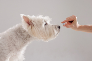 Illustration : "L'importance de vermifuger son chien"