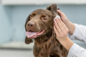 Illustration : "Traiter efficacement une otite chez le chien"