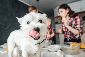 Illustration : "Identifier les aliments toxiques pour son chien"