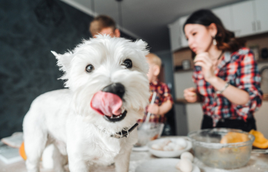 Illustration : Identifier les aliments toxiques pour son chien