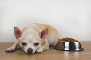 Illustration : "Réagir face à une intoxication alimentaire de son chien"