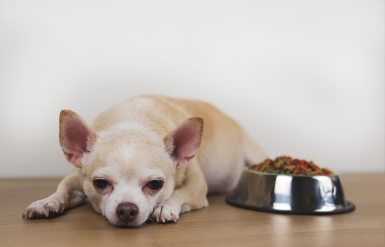 Illustration : Réagir face à une intoxication alimentaire de son chien