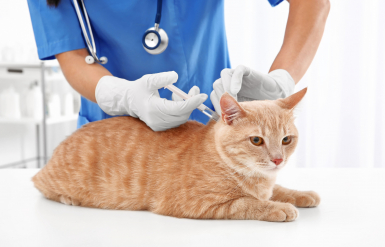 Illustration : Faire vacciner son chat