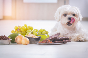 Illustration : "Protéger son chien des aliments dangereux comme les raisins, les oignons et le chocolat"