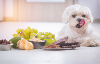 Illustration : Protéger son chien des aliments dangereux comme les raisins, les oignons et le chocolat