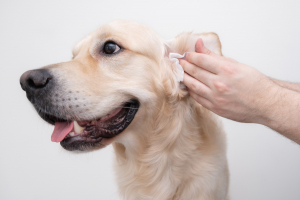 Illustration : "Nettoyer les oreilles de son chien"