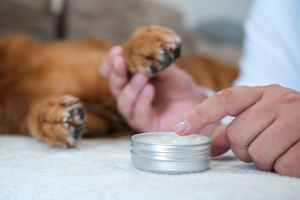 Illustration : "Prendre soin des pattes et des coussinets de son chien"