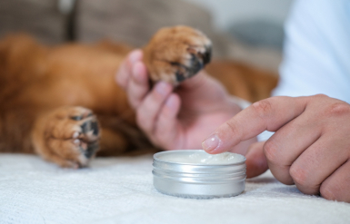 Illustration : Prendre soin des pattes et des coussinets de son chien