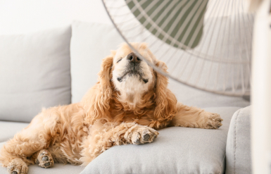 Illustration : Reconnaître et traiter un coup de chaleur de son chien