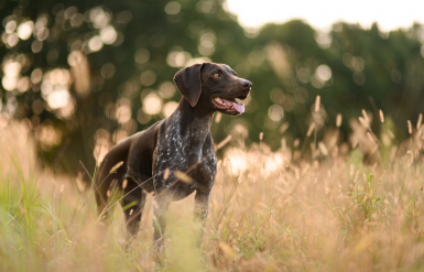 Illustration : Retirer les épillets dangereux pour son chien