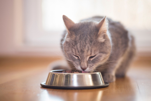 Illustration : "Gérer un chat qui mange trop vite"