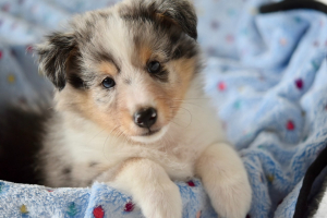 Illustration : "Calmer un chiot qui pleure la nuit"