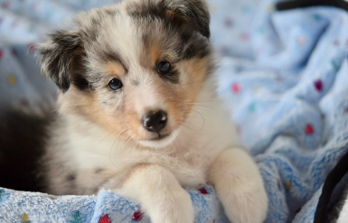 Illustration : Calmer un chiot qui pleure la nuit