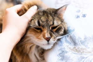 Illustration : "Réagir face à un empoisonnement de son chat"