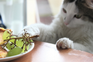 Illustration : "Éviter les aliments dangereux pour son chat"