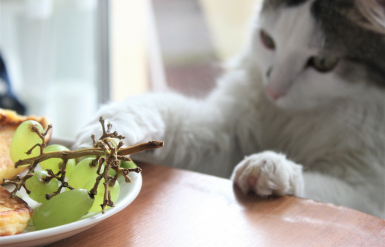 Illustration : Éviter les aliments dangereux pour son chat