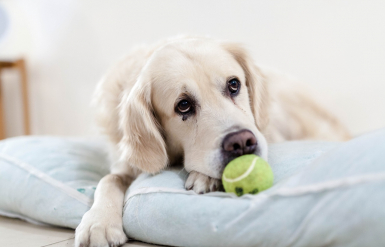 Illustration : Traiter une grossesse nerveuse chez une chienne