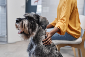 Illustration : "Protéger son chien contre la leishmaniose"