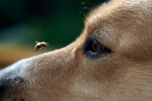 Illustration : "Réagir si son chien se fait piquer par une abeille ou un frelon"