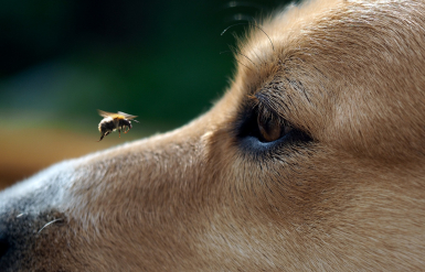 Illustration : Réagir si son chien se fait piquer par une abeille ou un frelon