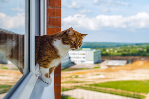 Illustration : "Vérifier l’état de son chat après une chute"