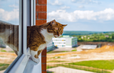 Illustration : Vérifier l’état de son chat après une chute