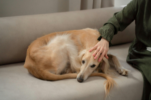 Illustration : "Identifier les symptômes d’un AVC chez son chien"