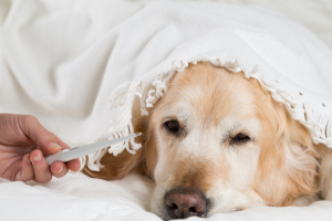 Illustration : "La fièvre chez le chien"