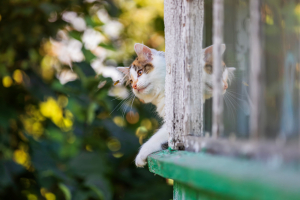 Illustration : "Apporter les premiers soins en cas de piqûre chez son chat"