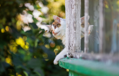 Illustration : Apporter les premiers soins en cas de piqûre chez son chat