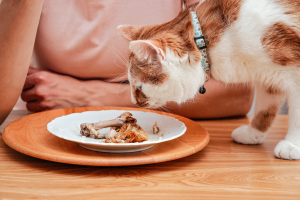 Illustration : "Réagir si son chat avale un os de poulet"