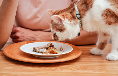 Illustration : Réagir si son chat avale un os de poulet