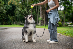 Illustration : "Éduquer et enseigner les bases de l’obéissance à son chien"