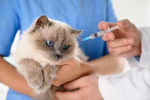 Illustration : "Le remboursement par l'assurance des vaccins et de la stérilisation pour chat"