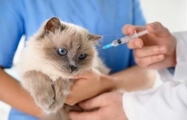 Illustration : Le remboursement par l'assurance des vaccins et de la stérilisation pour chat