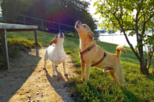 Illustration : "Corriger les aboiements excessifs de son chien"