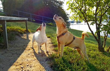 Illustration : Corriger les aboiements excessifs de son chien