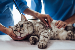 Illustration : "Réagir face à des vomissements persistants de son chat"