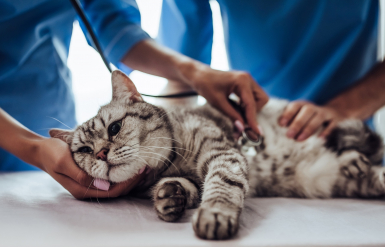 Illustration : Réagir face à des vomissements persistants de son chat