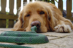 Illustration : "Traiter les morsures de serpents de son chien"