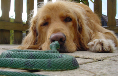 Illustration : Traiter les morsures de serpents de son chien