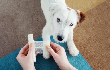 Illustration : Prendre en charge une coupure ou une plaie ouverte de son chien