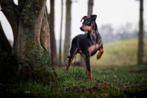 Illustration : "La luxation de la rotule chez le chien"