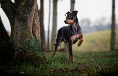 Illustration : La luxation de la rotule chez le chien