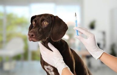 Illustration : Respecter le calendrier de vaccination de son chien